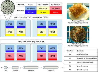 Common aquarium antiseptics do not cause long-term shifts in coral microbiota but may impact coral growth rates